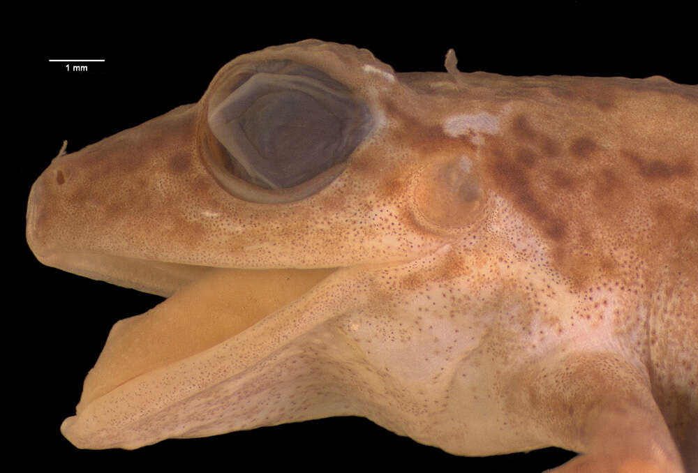 Image of Johnstone's Robber Frog