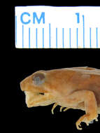 Image of Phrynobatrachus parvulus (Boulenger 1905)