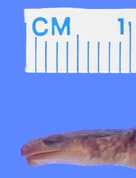 Image of Western Slimy Salamander