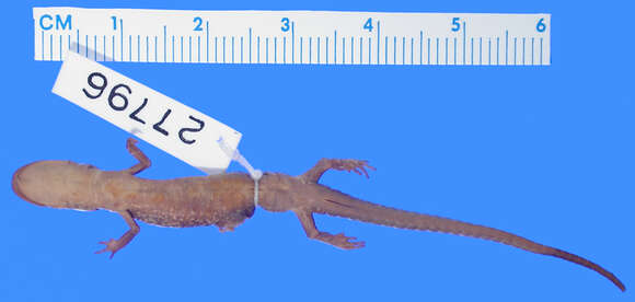 Image of Western Slimy Salamander