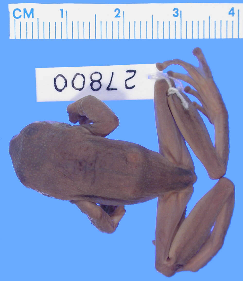 Image of Plectrohyla glandulosa (Boulenger 1883)