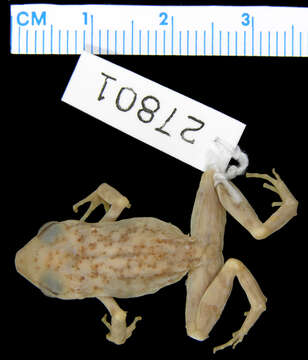 صورة Eleutherodactylus guttilatus (Cope 1879)