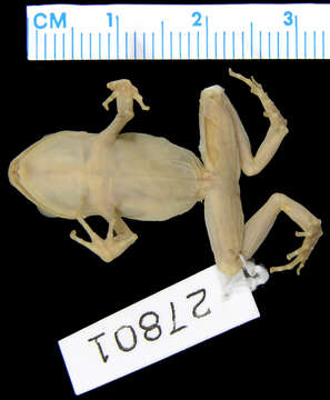 صورة Eleutherodactylus guttilatus (Cope 1879)