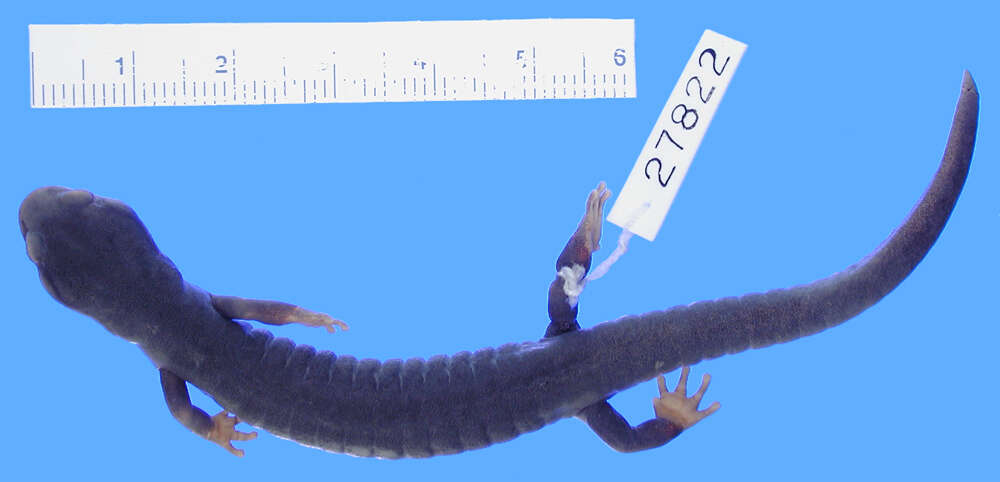 Image of Santa Cruz Black Salamander