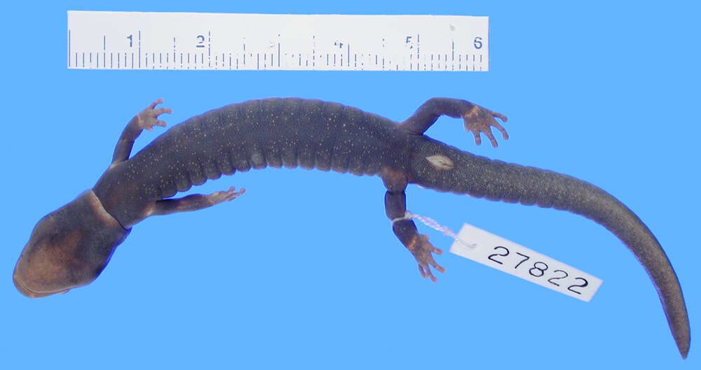 Image of Santa Cruz Black Salamander