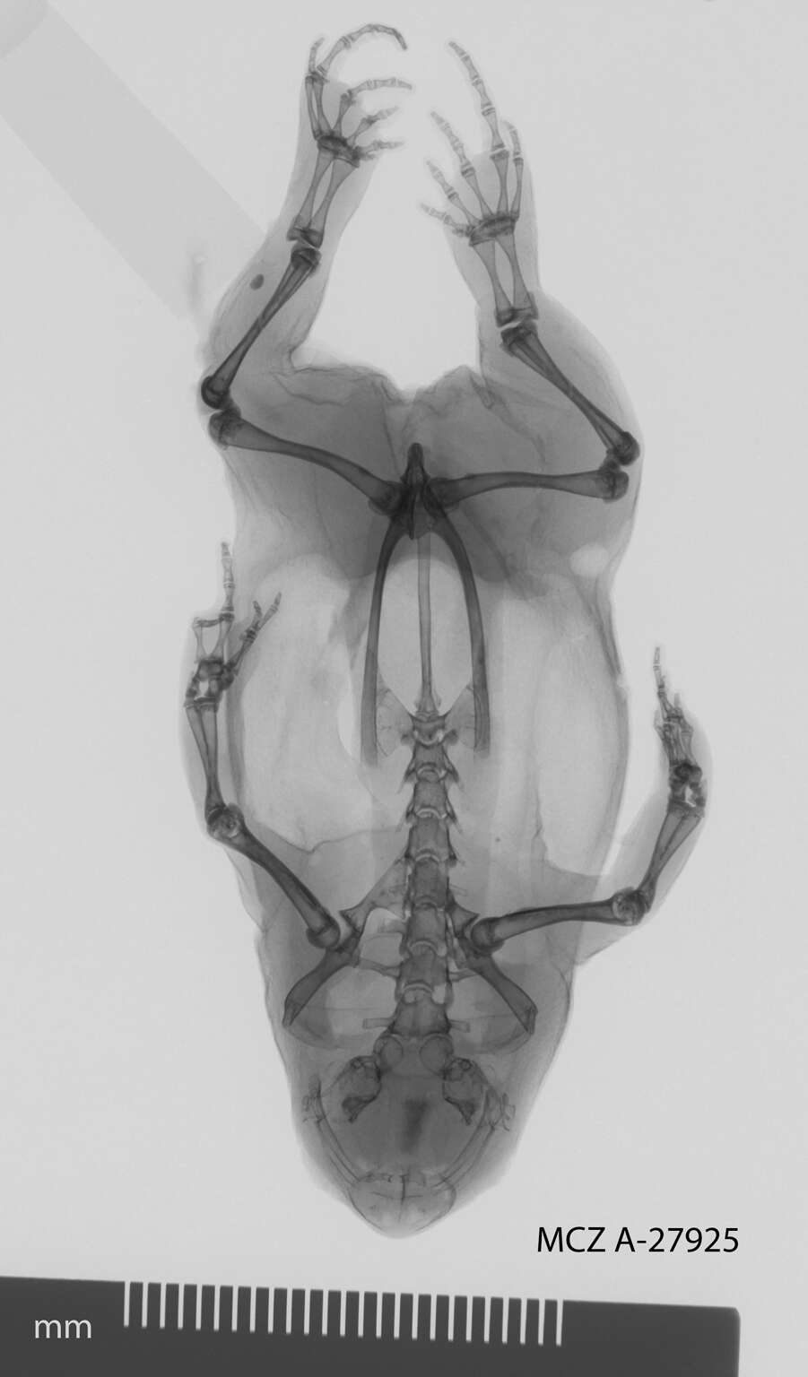 Image of Spelaeophryne methneri Ahl 1924
