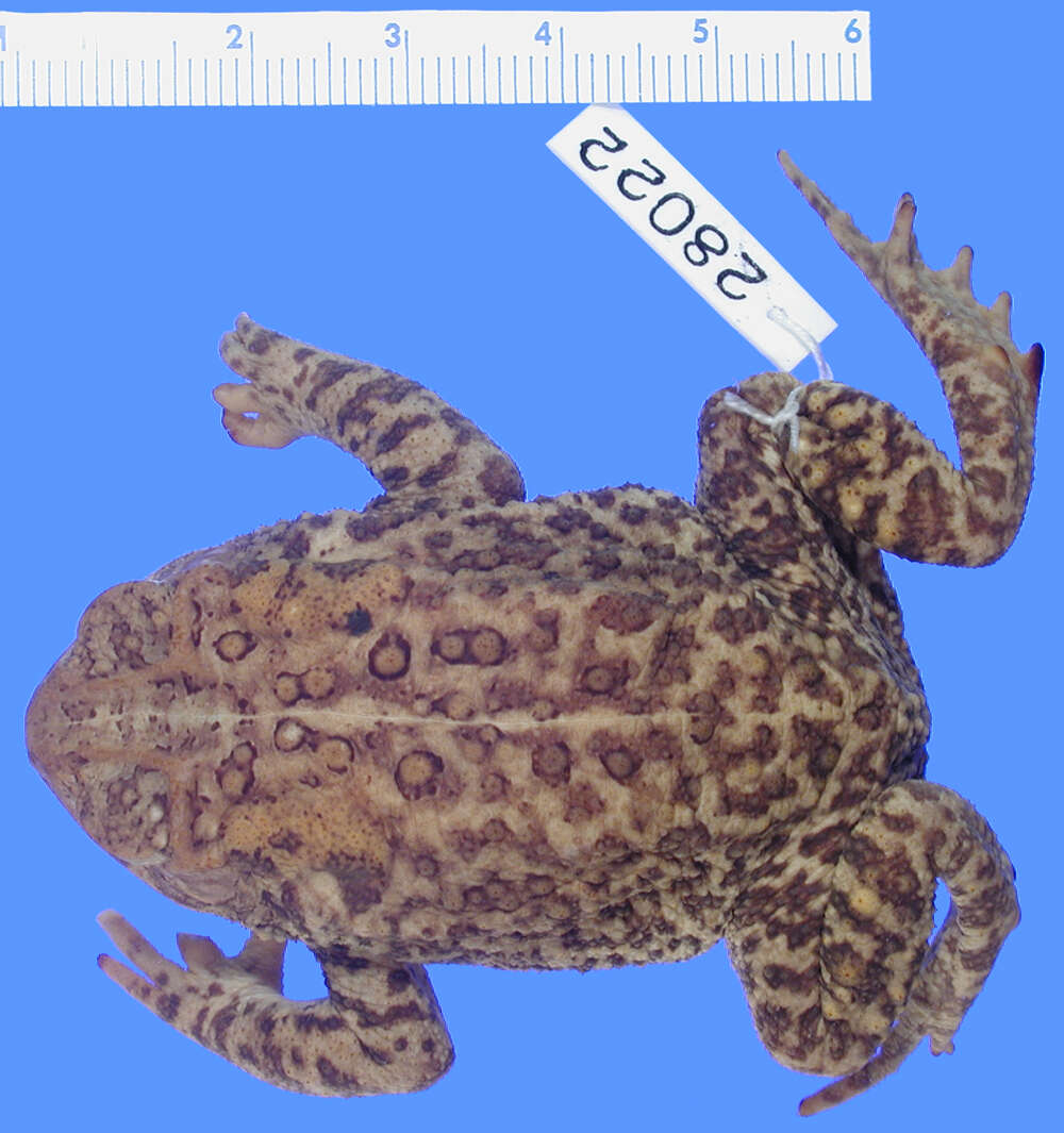 Plancia ëd Anaxyrus houstonensis (Sanders 1953)