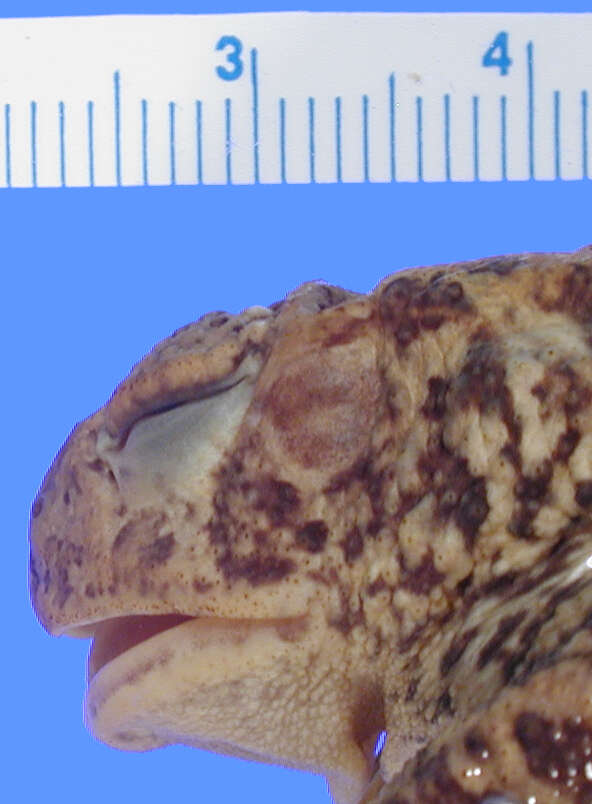 Image of Houston toad