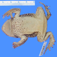 Image of Houston toad