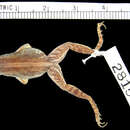 Image of <i>Phrynobatrachus paraogoensis</i>