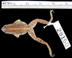 <i>Phrynobatrachus paraogoensis</i>的圖片