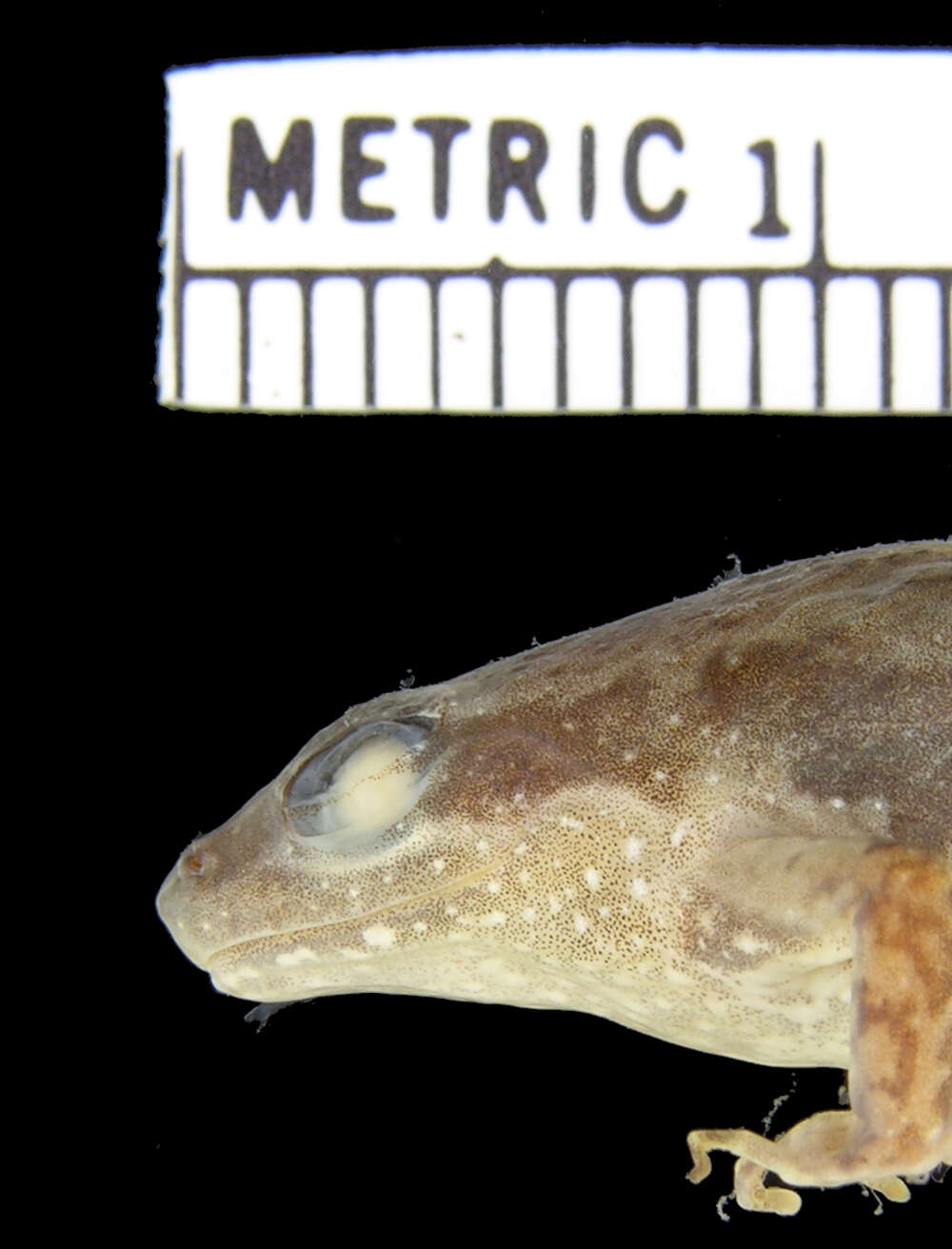 <i>Phrynobatrachus paraogoensis</i>的圖片