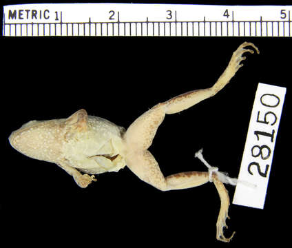 Image of <i>Phrynobatrachus paraogoensis</i>