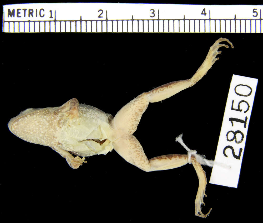 <i>Phrynobatrachus paraogoensis</i>的圖片