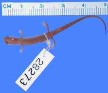 Chiropterotriton cracens Rabb 1958的圖片