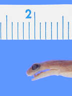 Chiropterotriton cracens Rabb 1958的圖片