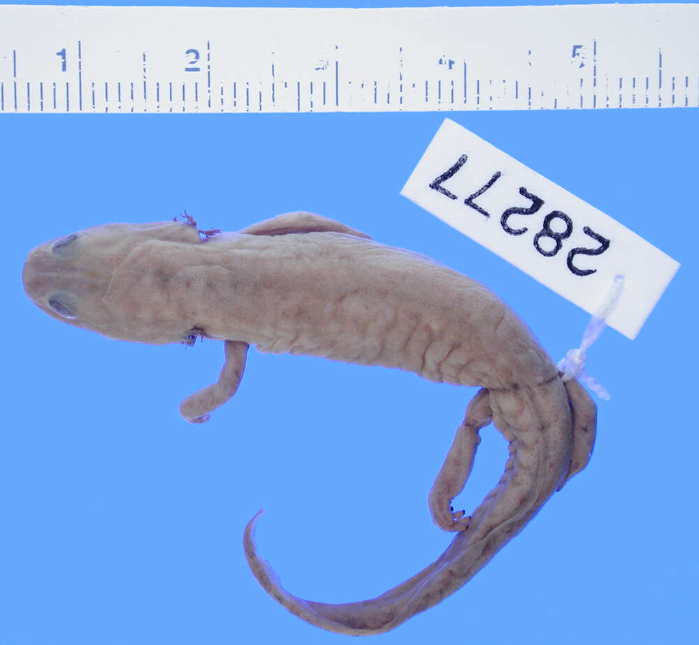 Image of Sichuan salamanders