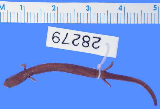 Image of Taylor's Worm Salamander