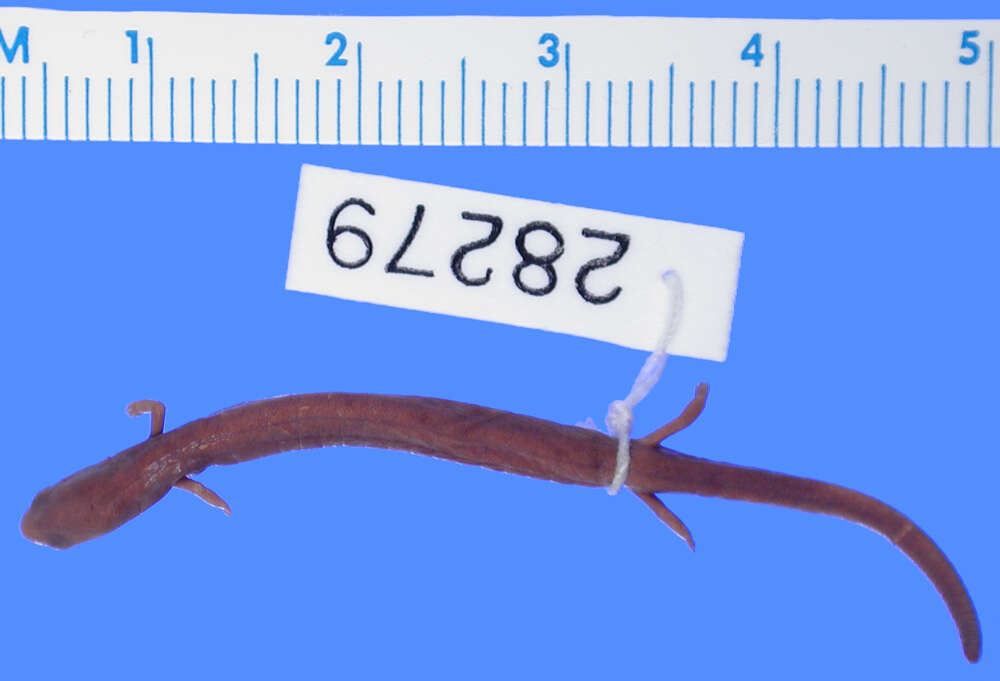Image of Taylor's Worm Salamander