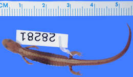 Sivun <i>Plethodon dorsalis augusticlavius</i> kuva