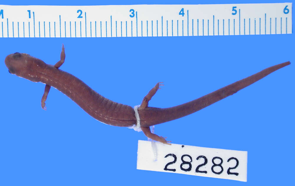 Image of Eastern Red-backed Salamander