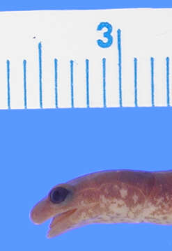 Image of Eastern Red-backed Salamander