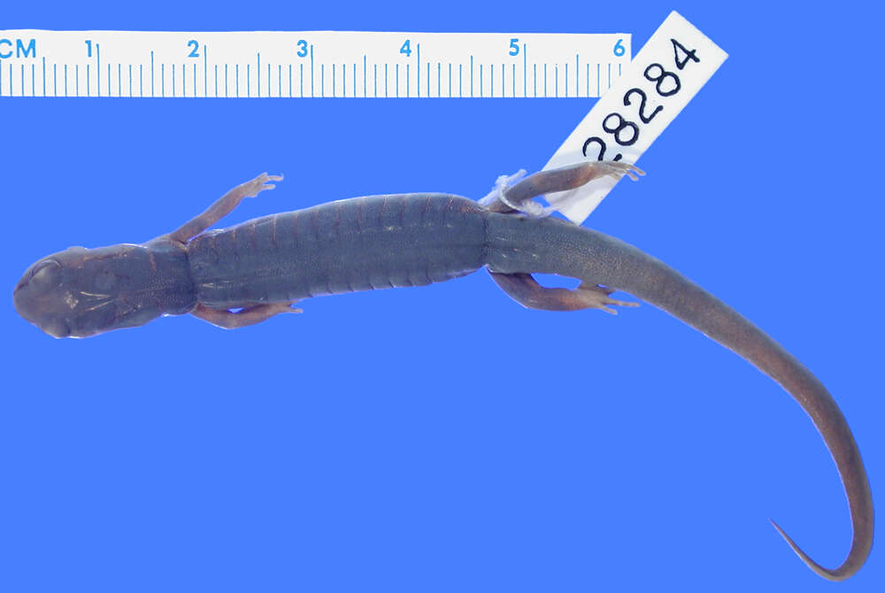 Image of Jordan's Salamander