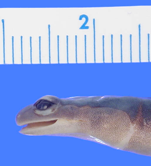 Image of Jordan's Salamander