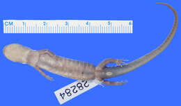 Image of Jordan's Salamander