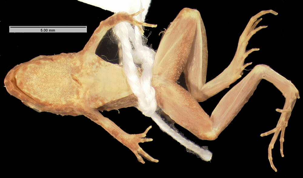 Image of Natal Dwarf Puddle Frog