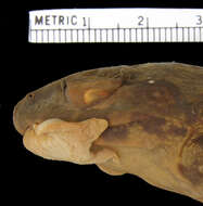 Plancia ëd Limnonectes macrocephalus (Inger 1954)