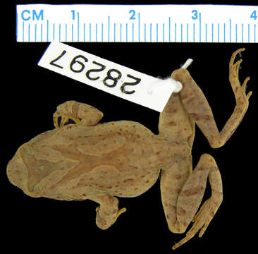 Image of Megophrys kuatunensis Pope 1929