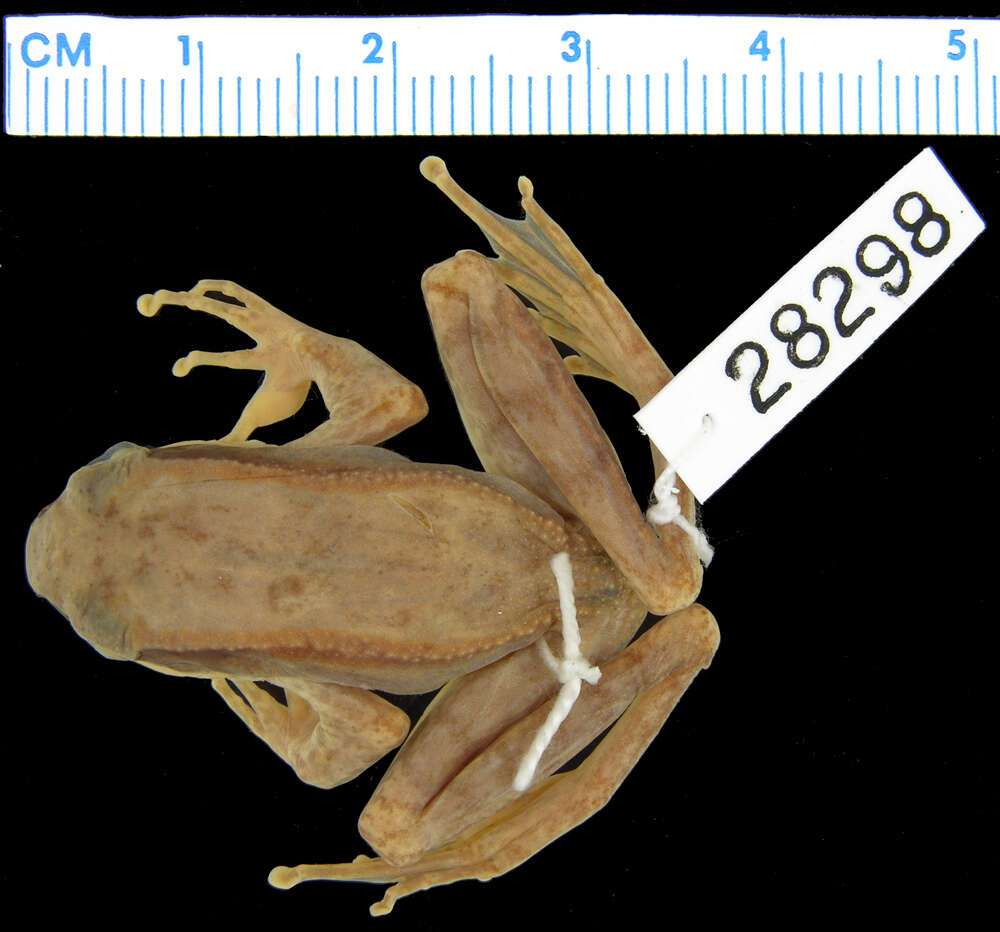 Image of Amolops chunganensis (Pope 1929)