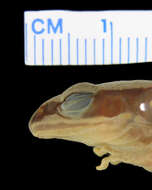 Image of Amolops chunganensis (Pope 1929)