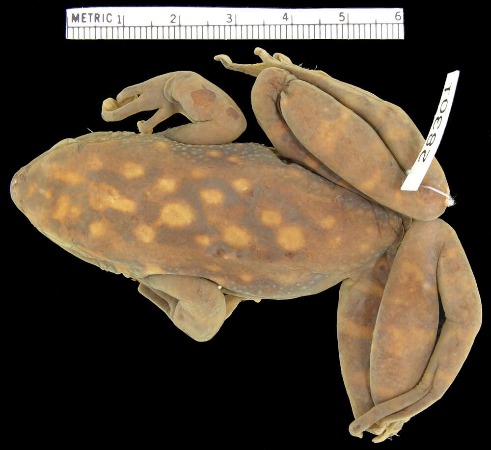 Image of <i>Rana loloensis</i>