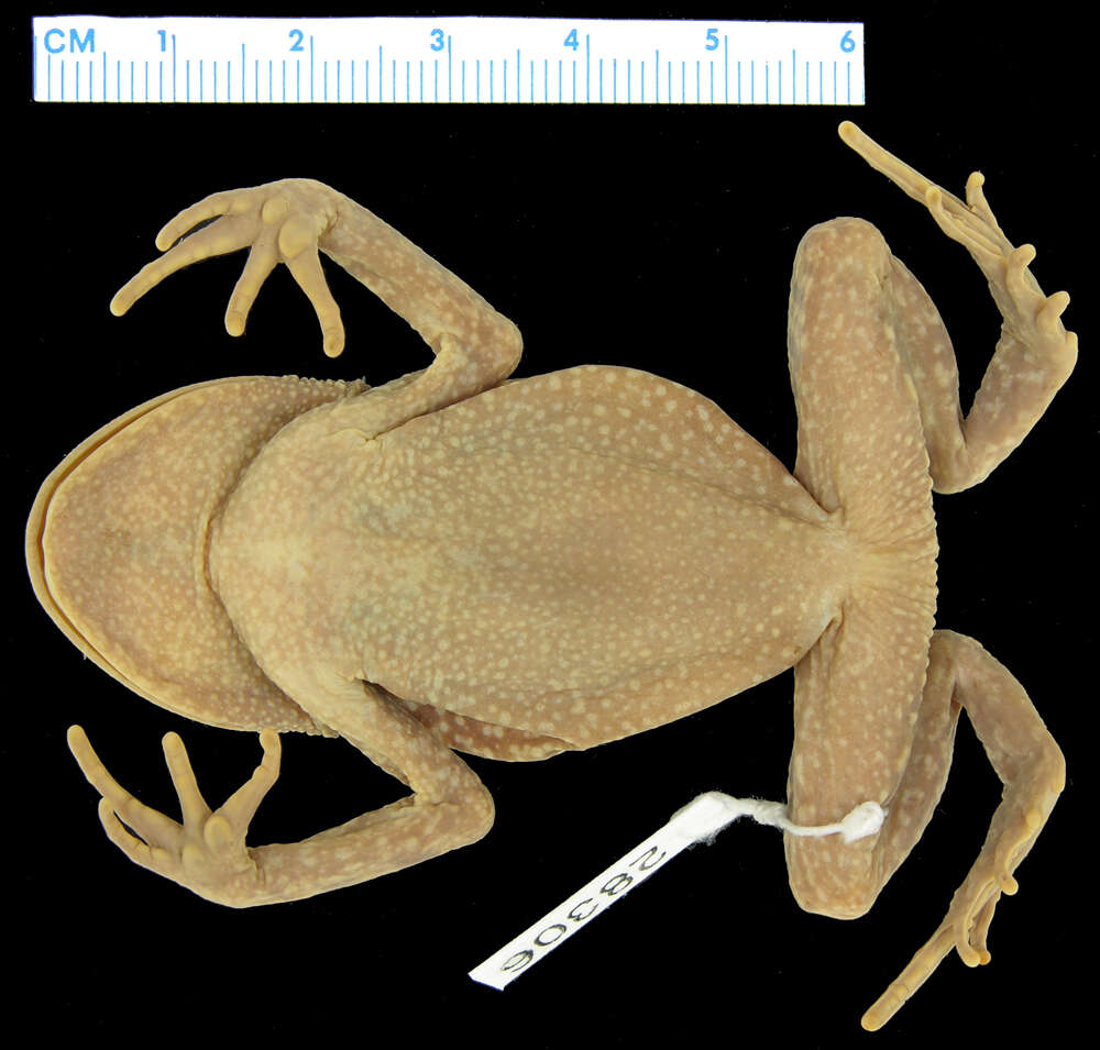 Image of Leptobrachium boringii (Liu 1945)