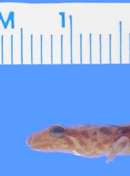 Desmognathus ochrophaeus Cope 1859 resmi