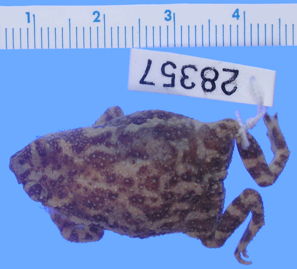 Image of Little Mexican Toad