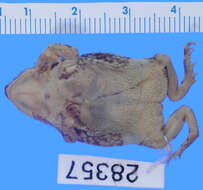Image of Little Mexican Toad