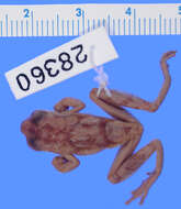 Image of Small-headed Treefrog