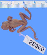 Image of Small-headed Treefrog