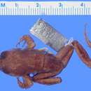 Слика од Eleutherodactylus nubicola Dunn 1926