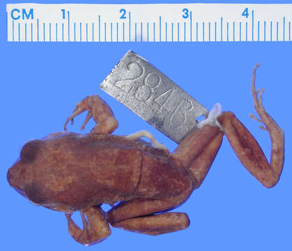 Sivun Eleutherodactylus nubicola Dunn 1926 kuva