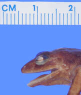 Image of Eleutherodactylus nubicola Dunn 1926