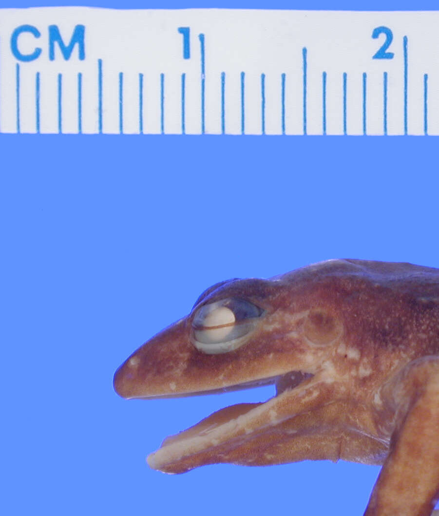 Image of Eleutherodactylus nubicola Dunn 1926