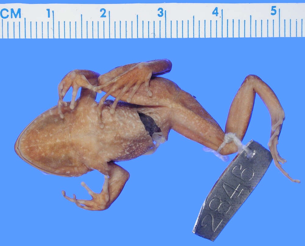 Image of Eleutherodactylus nubicola Dunn 1926