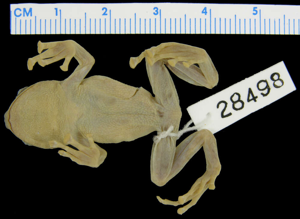 Image of Oreophryne inornata Zweifel 1956