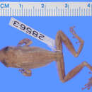 Image of Scinax baumgardneri (Rivero 1961)