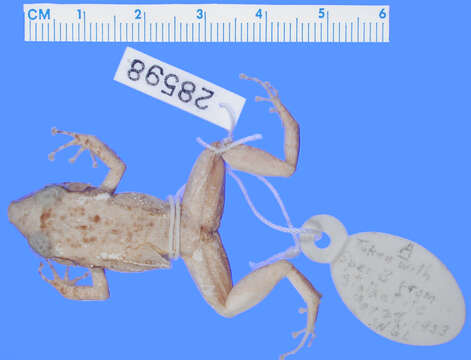 Image of Eleutherodactylus cavernicola Lynn 1954