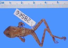 Image of Eleutherodactylus alticola Lynn 1937